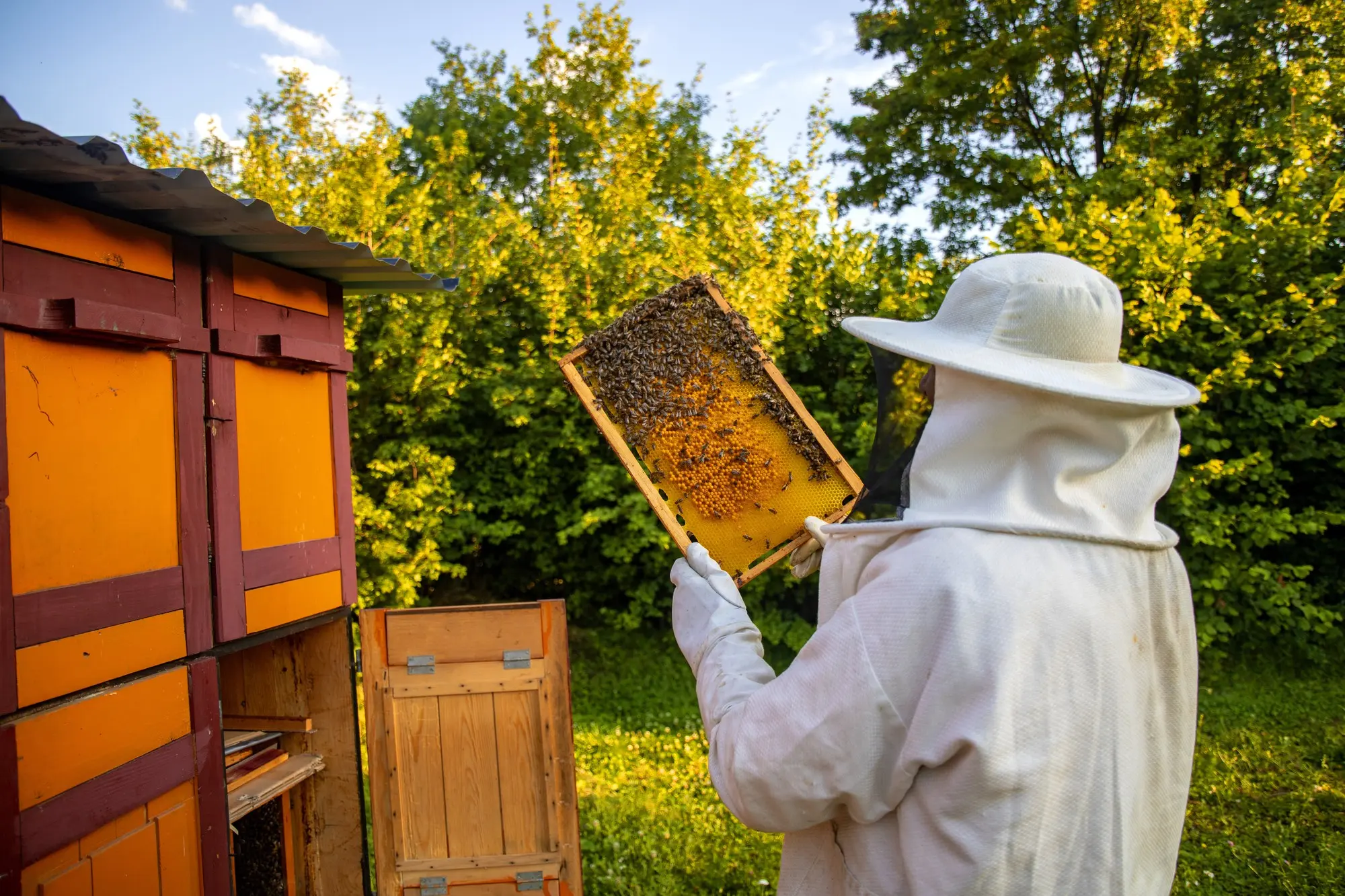 iziwax-bougies-cire-abeille-apiculture